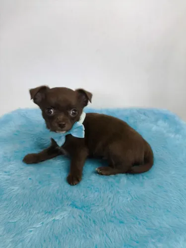 Chihuahua Micro Machinho na cor chocolate sólido