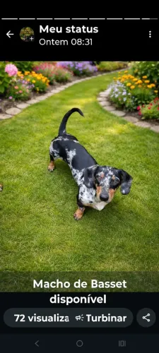 Basset 