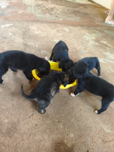 Doação de filhotes de cachorro porte médio