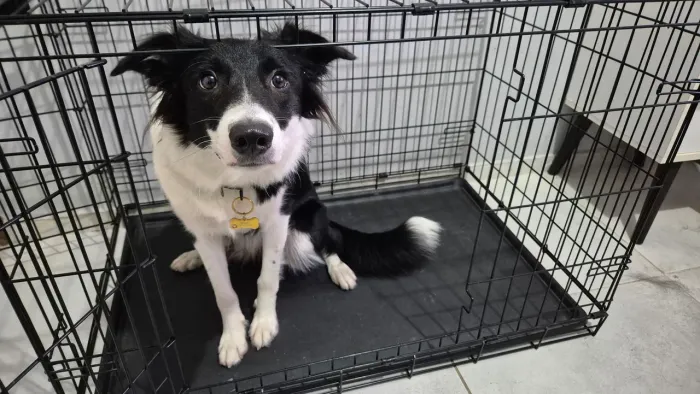 Caixa de cachorro médio porte NOVA