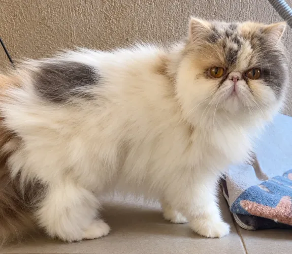 Gata persa pedigree