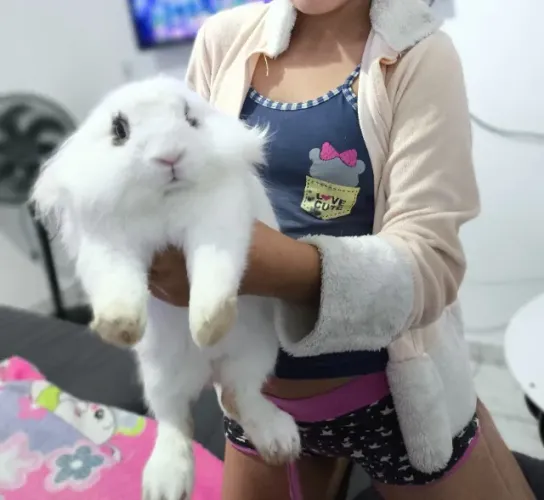 Coelho fofo