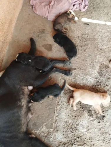 Filhote de cachorro vira-lata