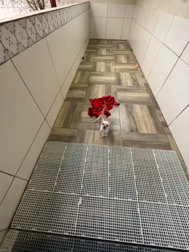 Chihuahua Macho
