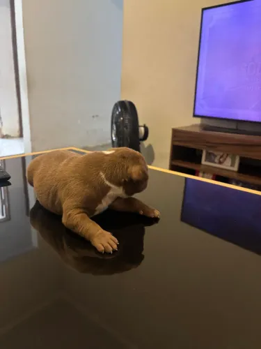Pit monster 