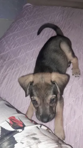 Doação piquenês com vira lata  Fêmea 