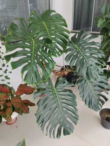 Planta Costela de Adão Grande 