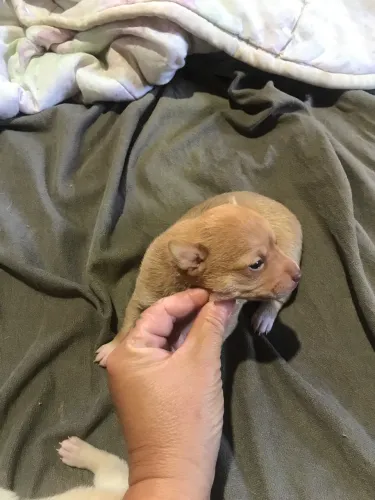 Lindos filhotes de pinscher zero puro machinho 550 reais fêmea 900 reais lindos 