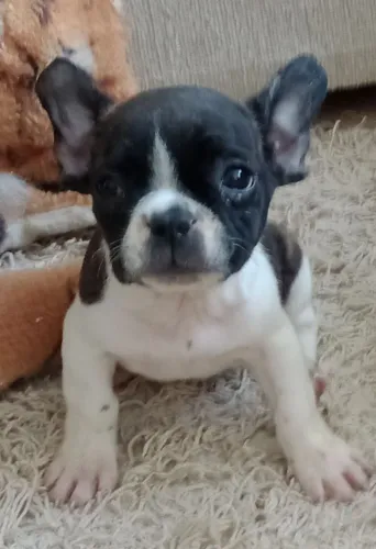 Bulldog Francês : Adquira seu (Mini ) genética pequena