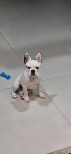 Bulldog francês