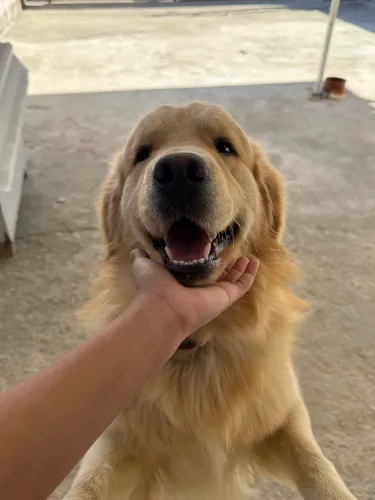 Golden macho disponível pra cruza