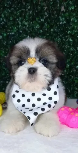 Ursinhos sobre quatro patas