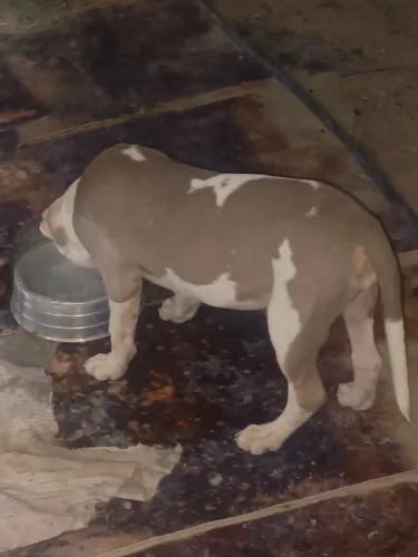 Cachorro 