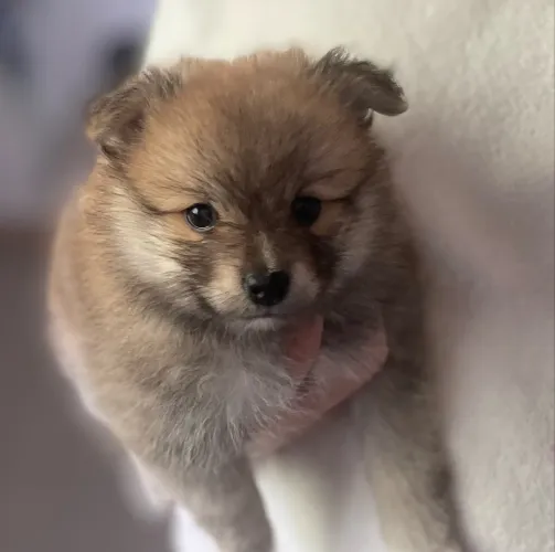 Filhote de Lulu da pomerania 