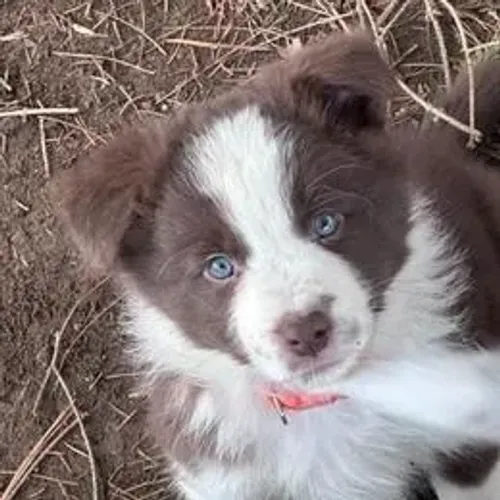 Border Collie,Border Collie Filhote Selecionado Alta Procedência