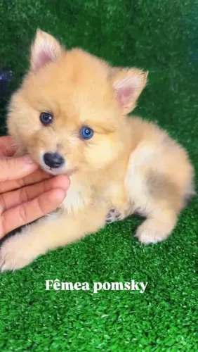 Pomsky Ribeirão Preto - Filhotes Disponíveis