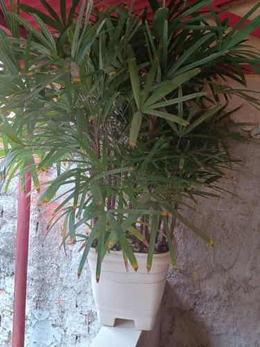 Planta palmeira Raphis