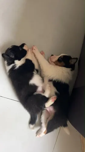 Filhote de Border Collie