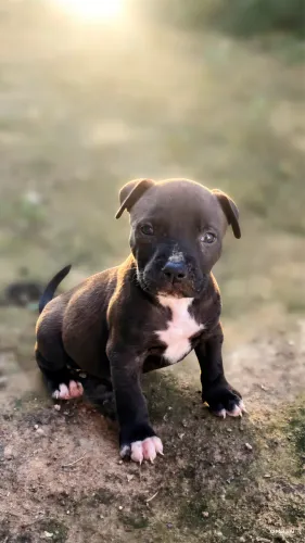 Filhote de PitBull APBT