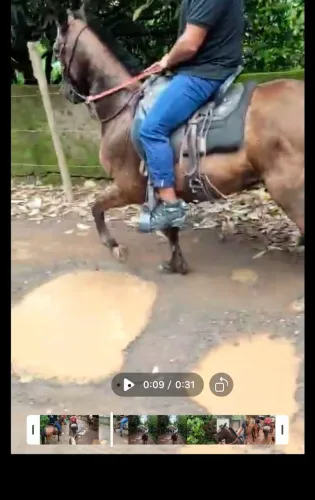 Vendo um cavalo