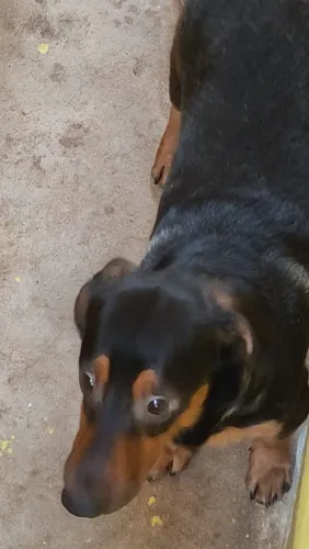 Cachorro Dachshund para doação 