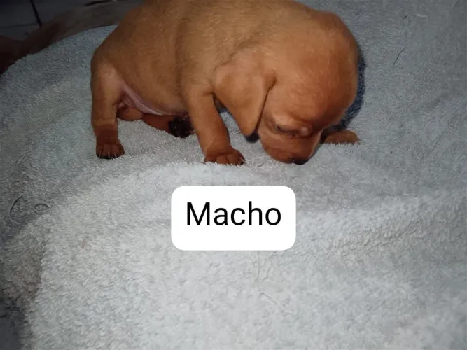 Venda 3 de filhotes de pinscher...