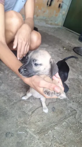 Filhotes para adoção 