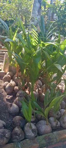 Mudas de coco 
