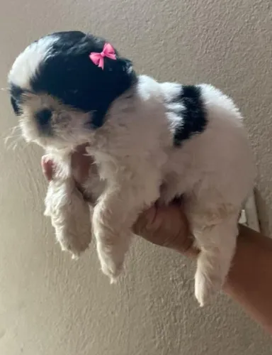 Lhasa Apso,Lhasa Apso Filhote de Alta Qualidade com Pelagem Encantadora