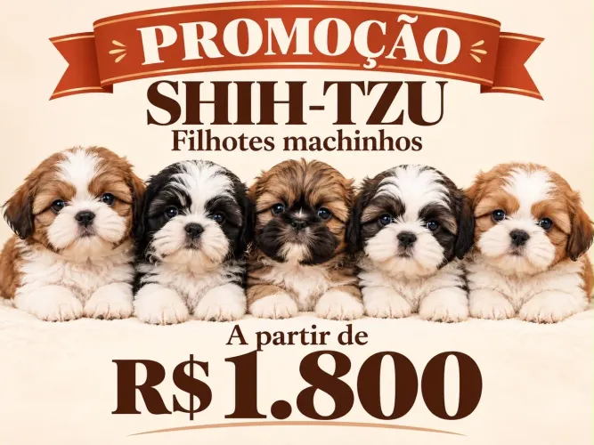Adoráveis filhotes de Shih Tzu