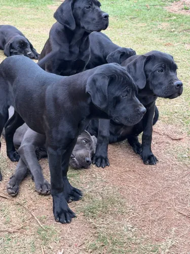 Cane Corso