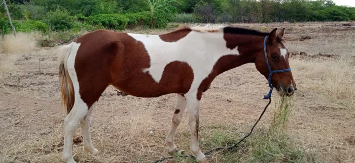 Égua Pampa