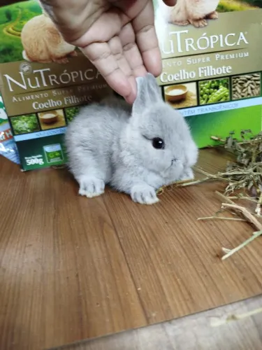 Anão Netherland Dwarf 