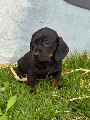 FILHOTES DASHCHUND (SALSICHINHA)