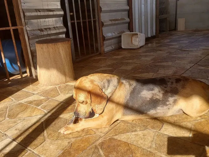 Doo Beagle macho, 4 anos, castrado.