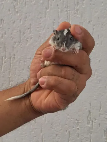 Vendo filhotes Gerbil ( esquilo da Mongólia)