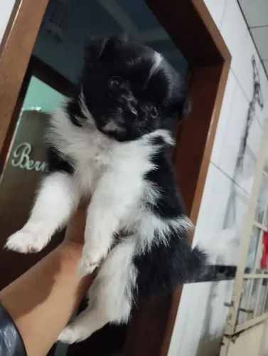 Vendo filhotes de Lulu da Pomerânia