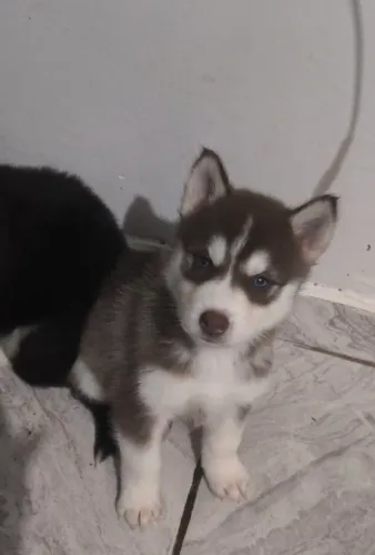 Filhotes de husky siberiano disponíveis