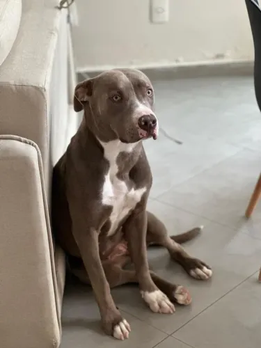 Doa-se pit bull