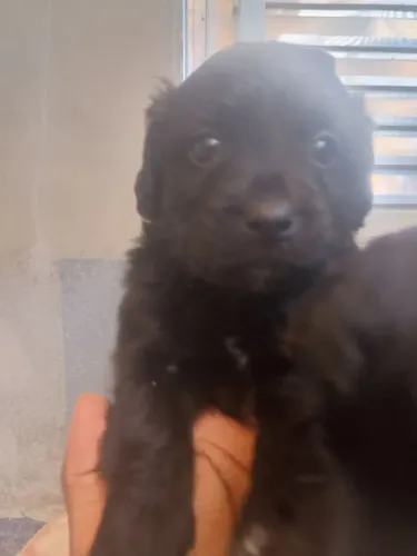 Doação filhote mestiça de lhassa