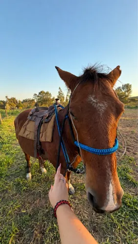 Vendo Cavalo QUARTO DE MILHA
