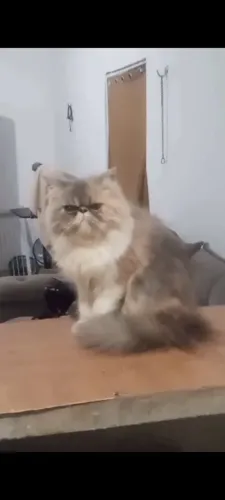 Gata persa 