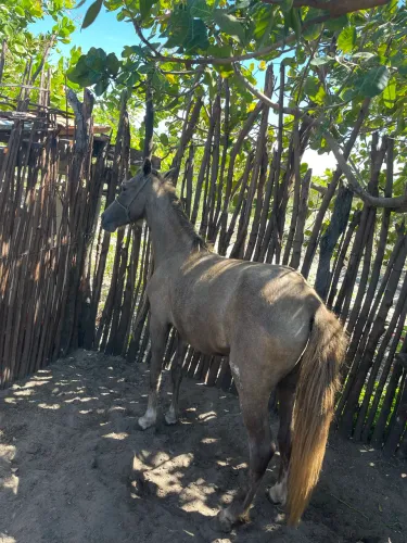 Cavalo manga larga 