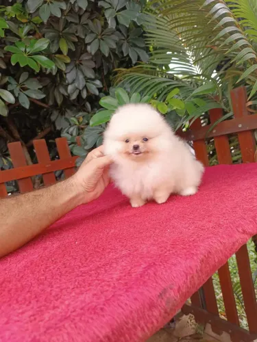Spitz Alemão filhotes disponíveis prontos para novo lar