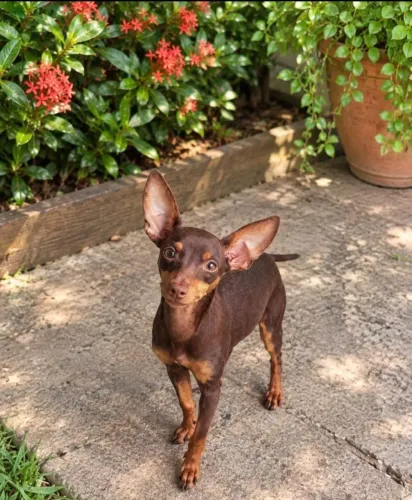 Pinscher Chocolate 9 meses (Padrão 1 ) Próxima ao cio