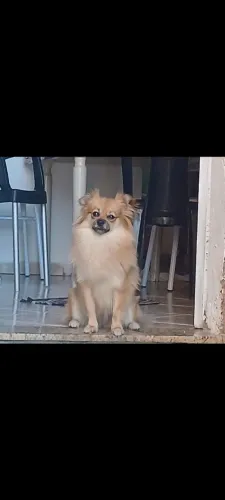 Vendo filhote de Lulu da Pomerânia 