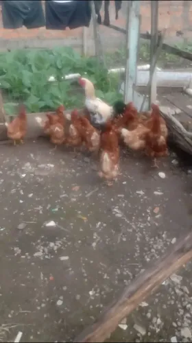 Eu to vendendo 19 galinhas e 4 patas