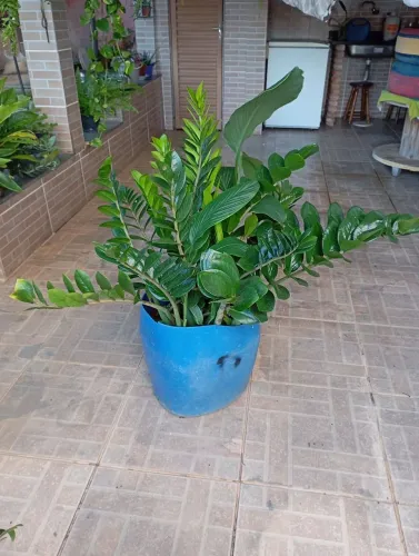 Zamioculca