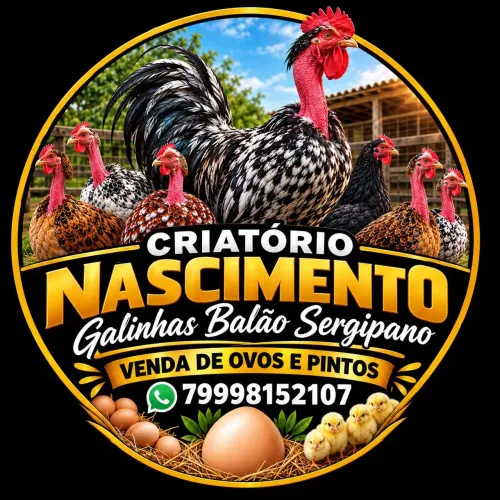 Pintos Balão sergipano disponíveis para venda.