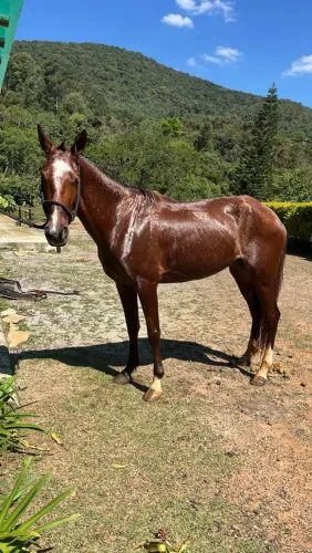Potra Marchadora